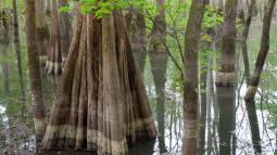Image of Cypress trees in a swamp