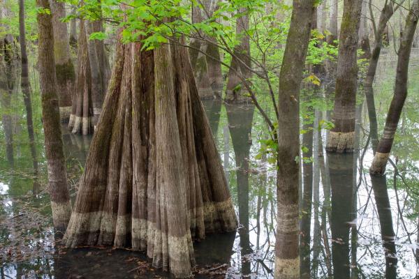 Image of Cypress trees in a swamp